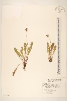 藏品(小果蒲公英)的圖片
