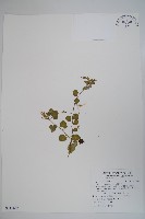 藏品(普刺特草)的圖片