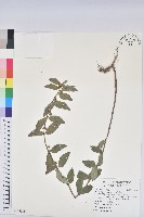 藏品(飛揚草)的圖片