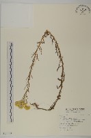 藏品()的圖片