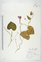 藏品(圓葉牽牛)的圖片