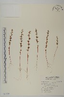 藏品(千針莧)的圖片