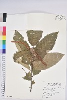 藏品(板栗)的圖片