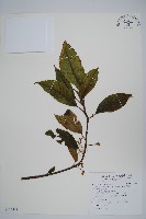 藏品(水冬瓜)的圖片