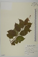 藏品(雷公藤)的圖片