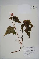 藏品(水鴨腳)的圖片