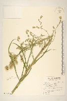 藏品(鵝仔草)的圖片