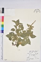 藏品(扛香藤)的圖片