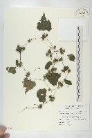 藏品(黑果馬交兒)的圖片