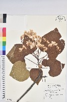 藏品(廣東油桐、皺桐)的圖片