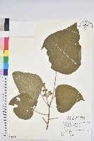 藏品(野桐)的圖片