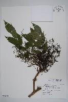 藏品(木蠟樹、山漆)的圖片