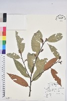 藏品(火燒柯、栲樹)的圖片