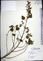 藏品(圓葉金午時花)的圖片