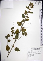 藏品(圓葉金午時花)的圖片