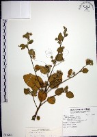 藏品(圓葉金午時花)的圖片