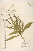 藏品(兔仔菜)的圖片