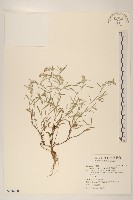 藏品(直莖鼠麴草)的圖片