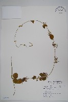 藏品(鷗蔓)的圖片