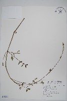 藏品(牛膝)的圖片