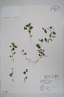 藏品(圓葉山梗菜)的圖片