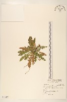 藏品(刀傷草)的圖片