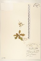 藏品(刀傷草)的圖片