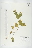 藏品(廣東葶藶)的圖片