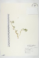 藏品(珠芽佛甲草)的圖片