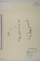 藏品(阿里山繁縷)的圖片