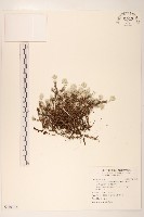 藏品(玉山薄雪草)的圖片