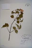 藏品(樺葉莢迷、玉山莢迷)的圖片