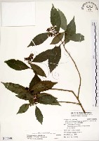 藏品(疏齒紫珠、恆春紫珠)的圖片