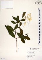 藏品(華八仙)的圖片