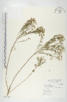 藏品(獨行菜)的圖片