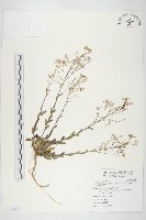 藏品(台灣筷子芥)的圖片