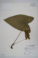 藏品(大花細辛、馬蹄香)的圖片