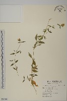 藏品(狗筋蔓)的圖片