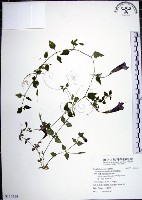 藏品(倒地蜈蚣)的圖片