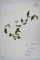 藏品(臺灣明萼草)的圖片