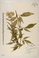 藏品(台灣澤蘭)的圖片