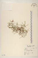 藏品(細葉鼠麴草)的圖片