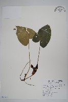 藏品(大花細辛、馬蹄香)的圖片