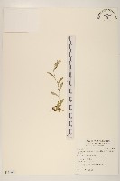 藏品(鼠麴草)的圖片