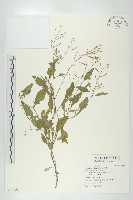 藏品(葶藶)的圖片