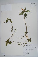 藏品(紫花鳳仙花)的圖片