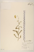 藏品(鼠麴草)的圖片