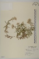 藏品(玉山抱莖籟簫)的圖片