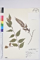 藏品(白珠樹)的圖片