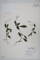 藏品(針刺草)的圖片